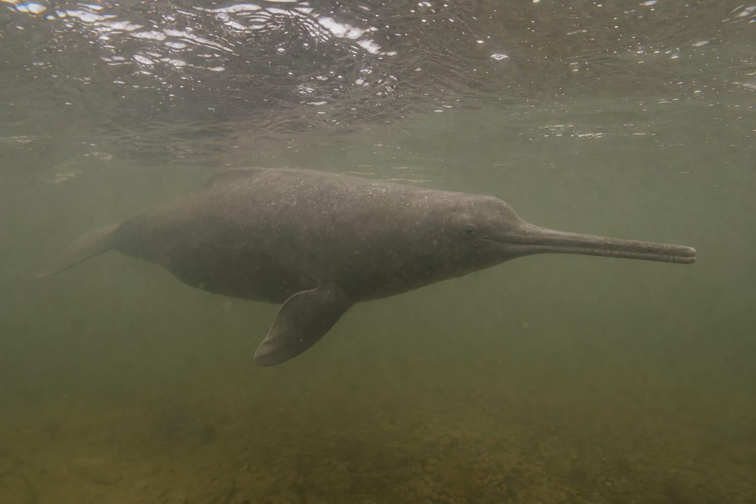 Ganges River Dolphin