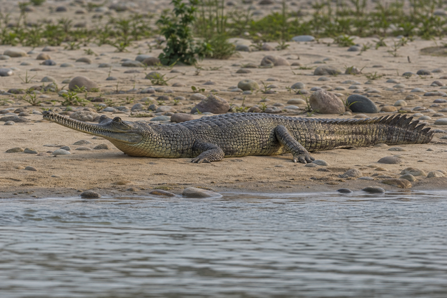 Gharial