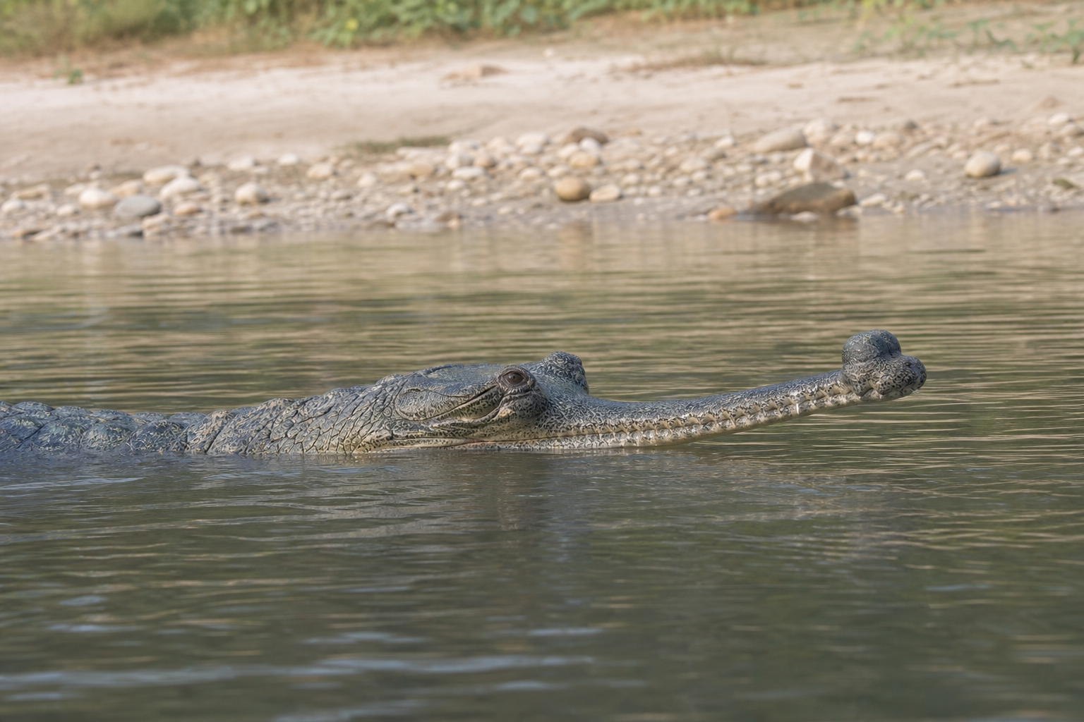 Gharial - Conservation Photography