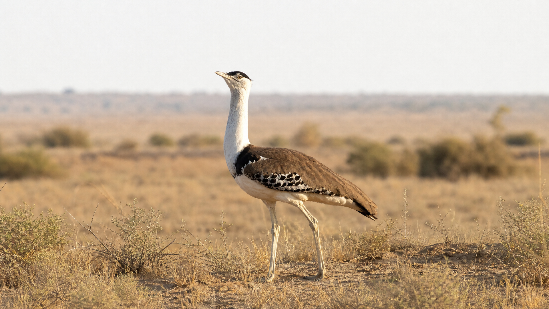 Great Indian Bustard - Poster still