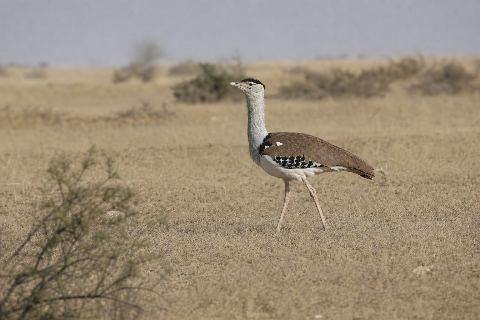 Great Indian Bustard