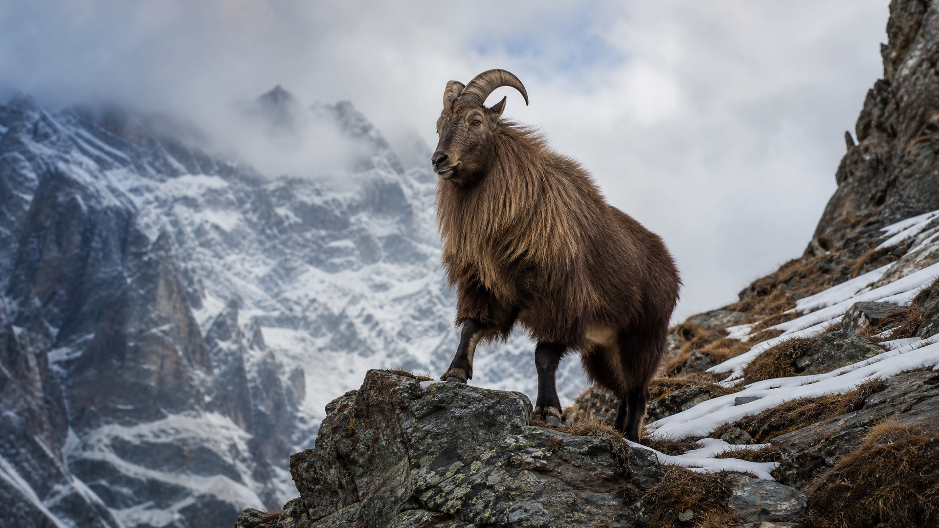 Himalayan Tahr - Poster still