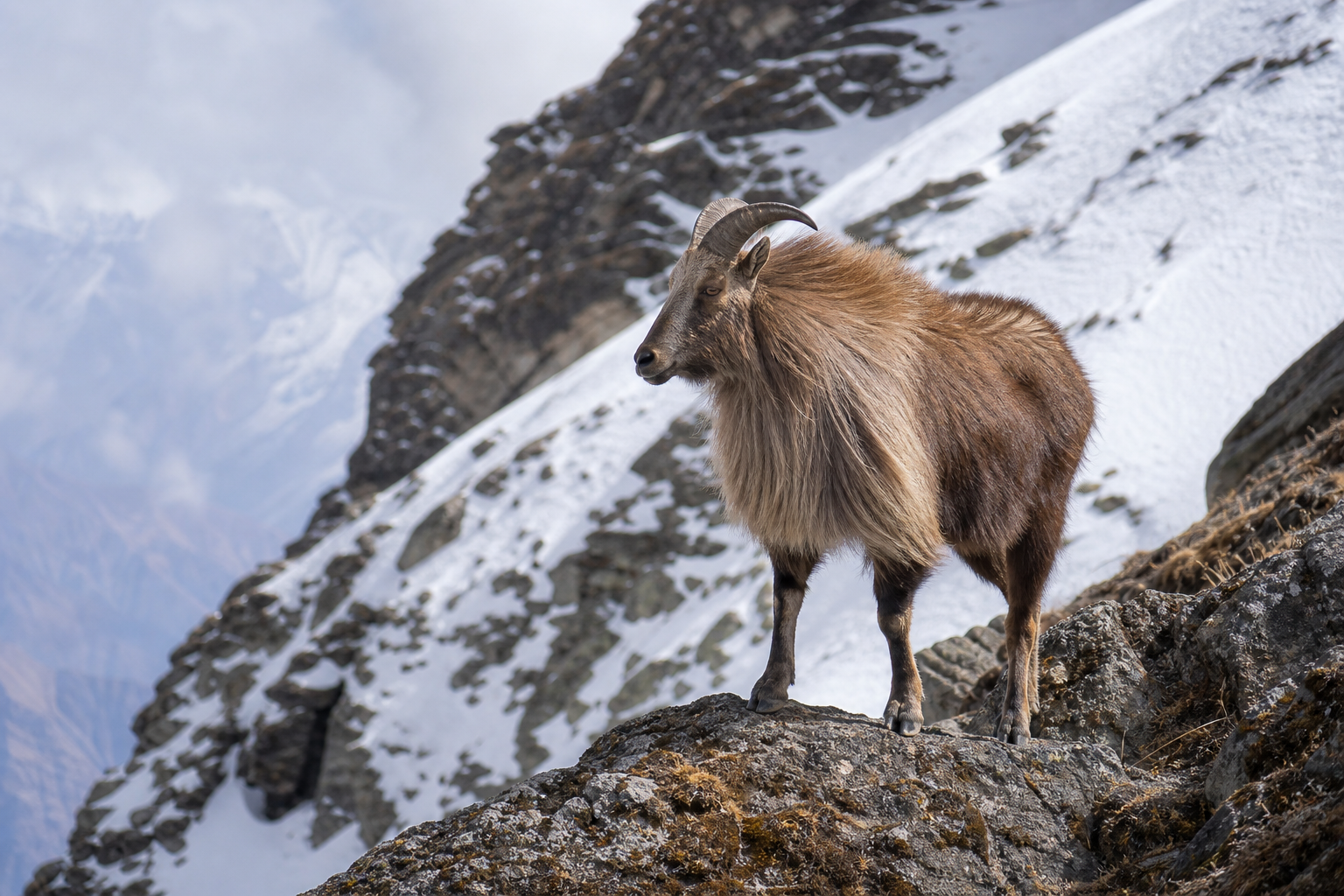Himalayan Tahr
