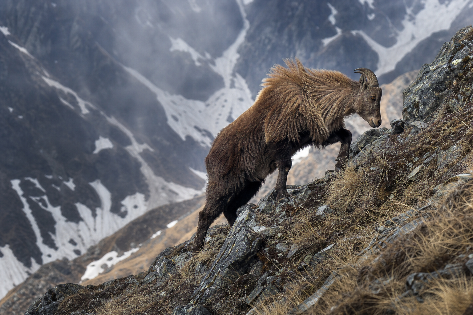 Himalayan Tahr - Conservation Photography