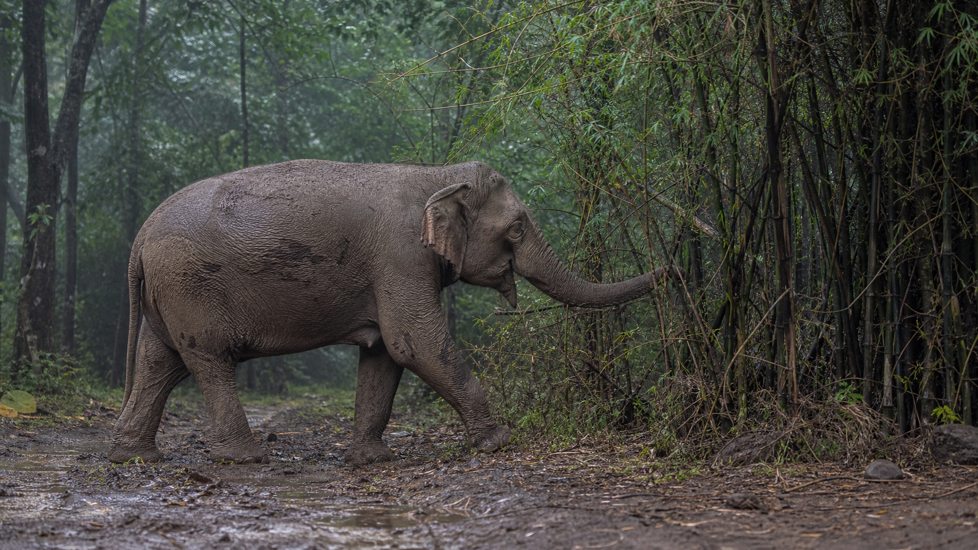Indian Elephant - Poster still