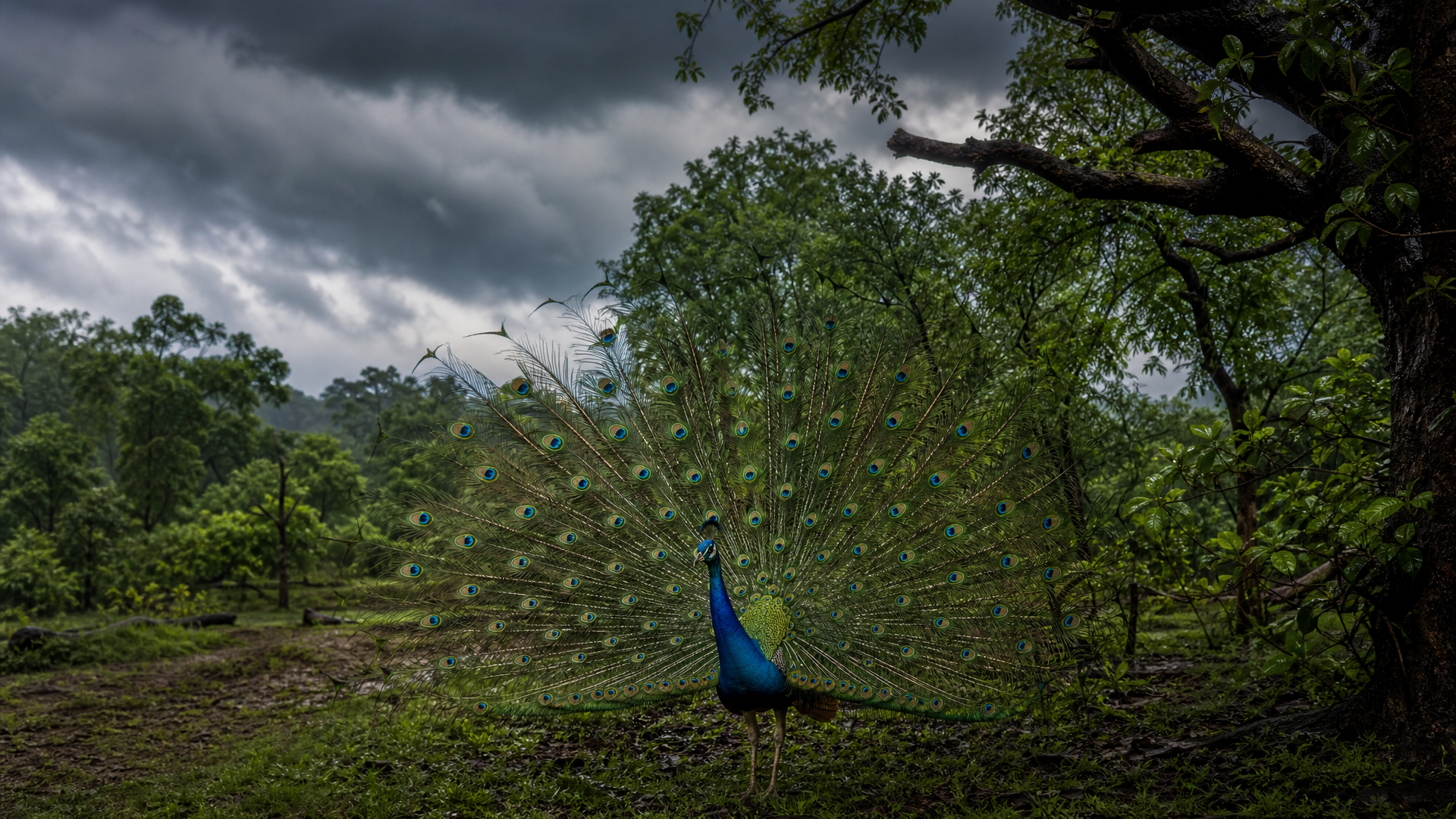Indian Peafowl - Poster still