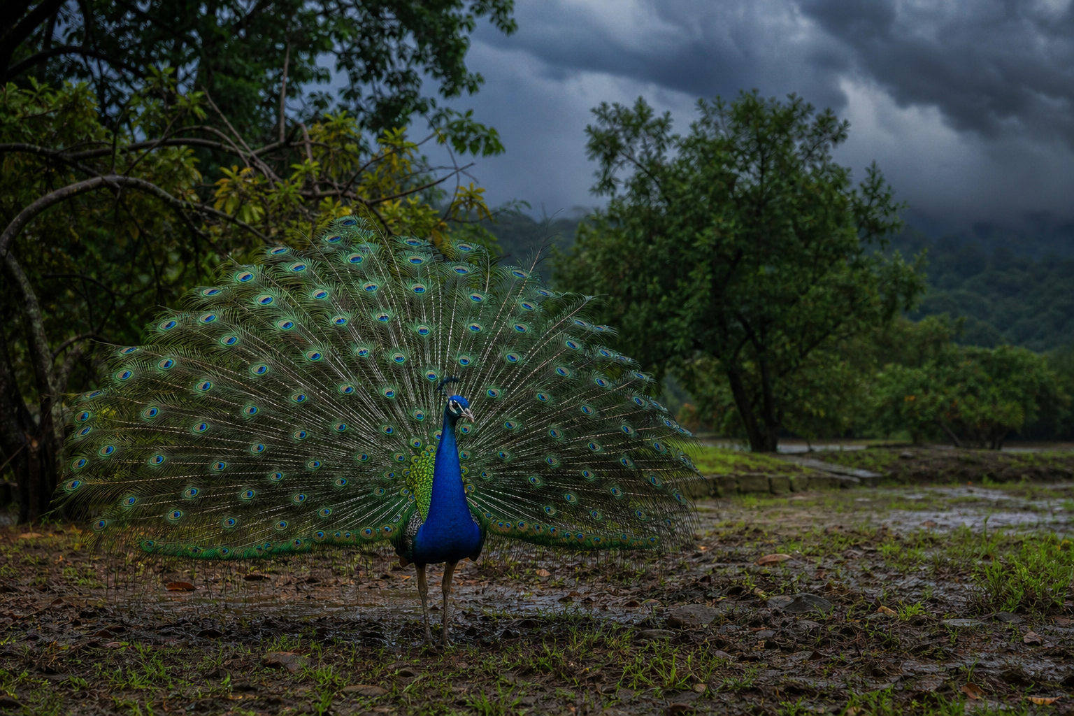 Indian Peafowl