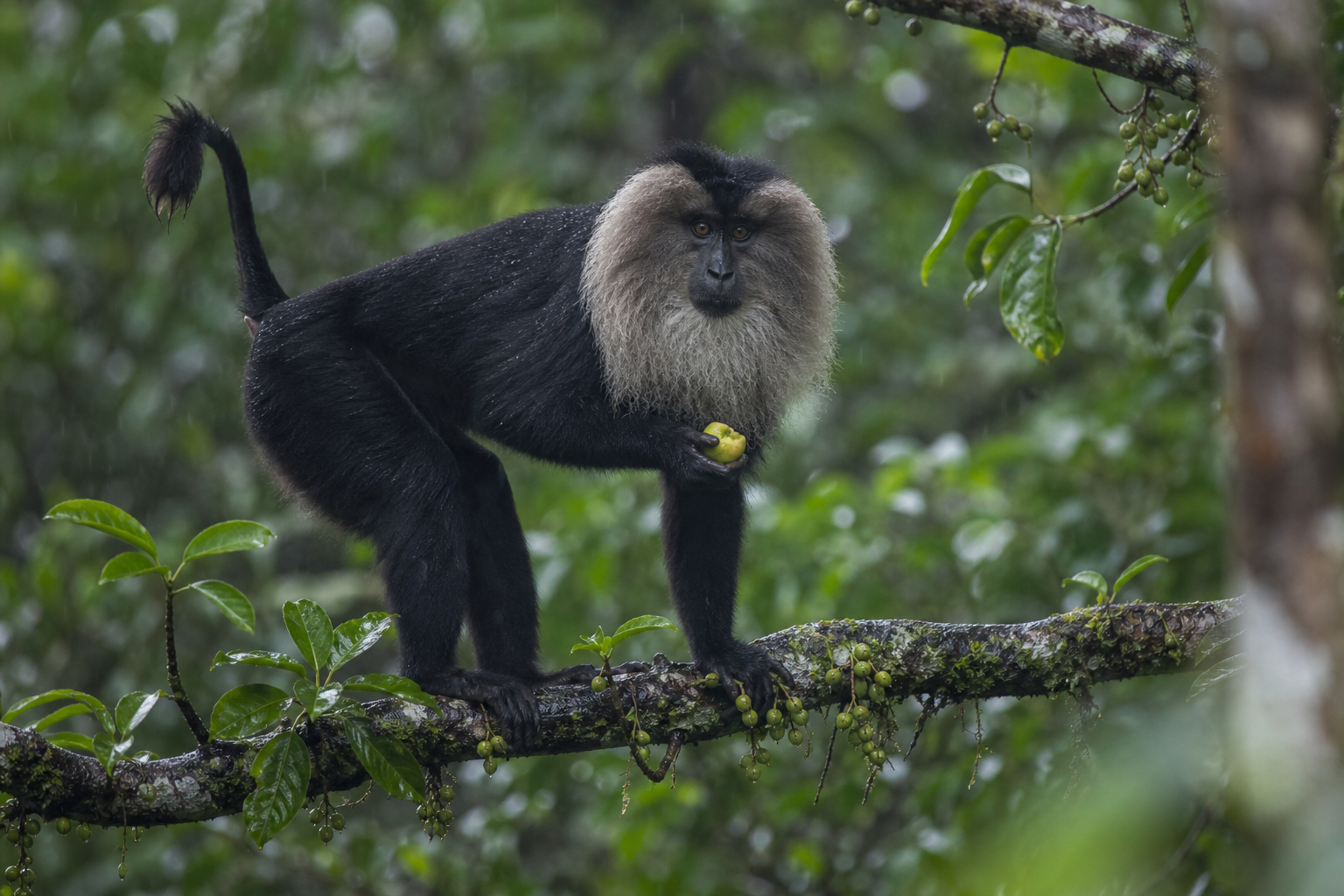 Lion-tailed Macaque
