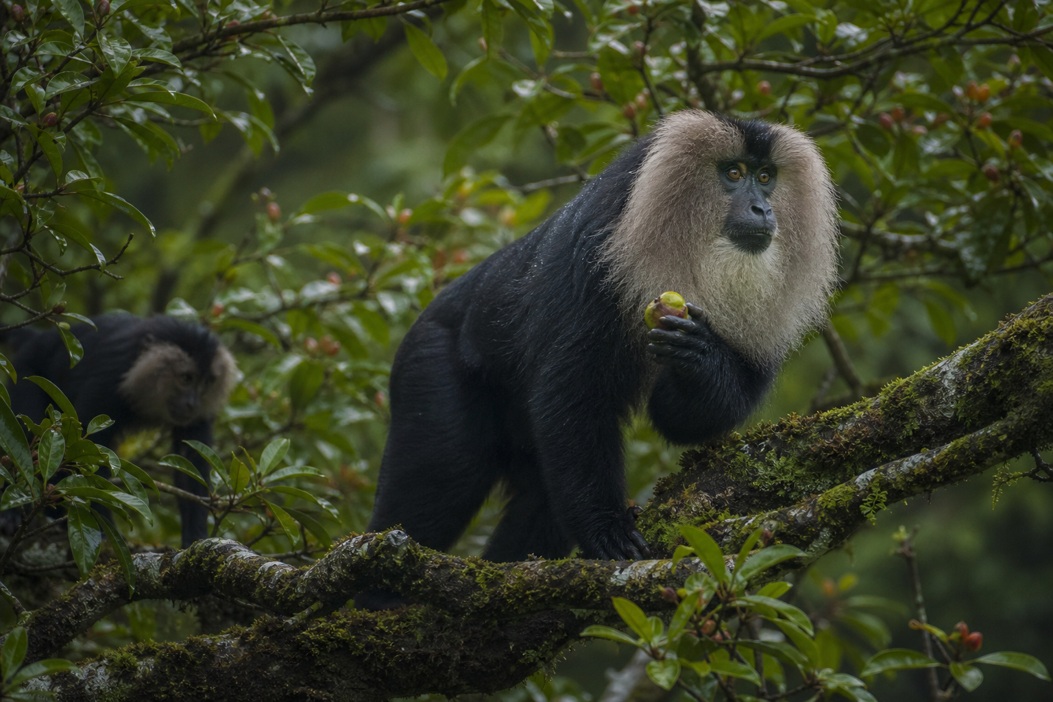 Lion-tailed Macaque - Conservation Photography