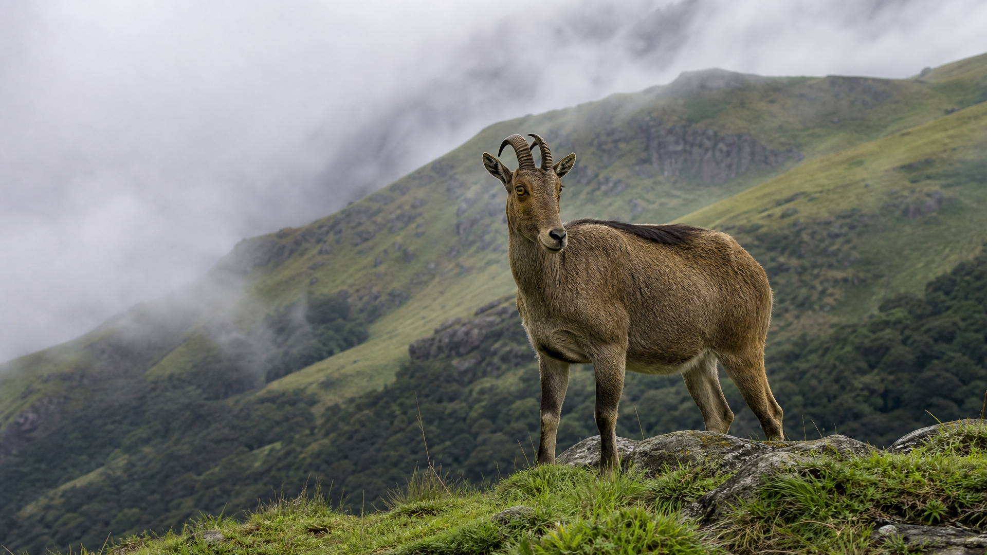 Nilgiri Tahr - Poster still