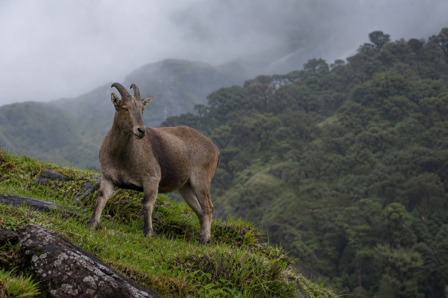 Nilgiri Tahr