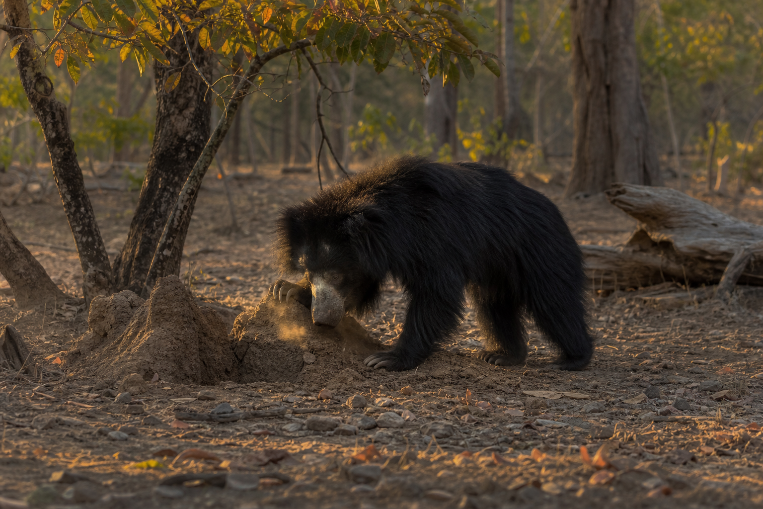 Sloth Bear