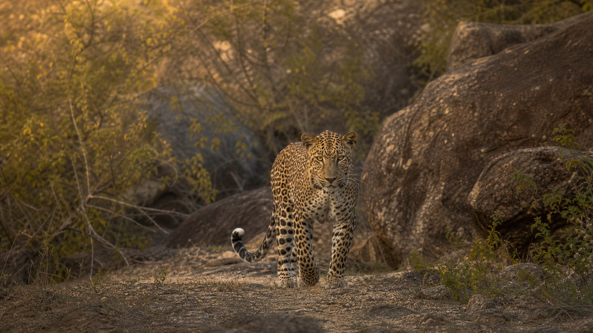 Sri Lankan Leopard - Poster still