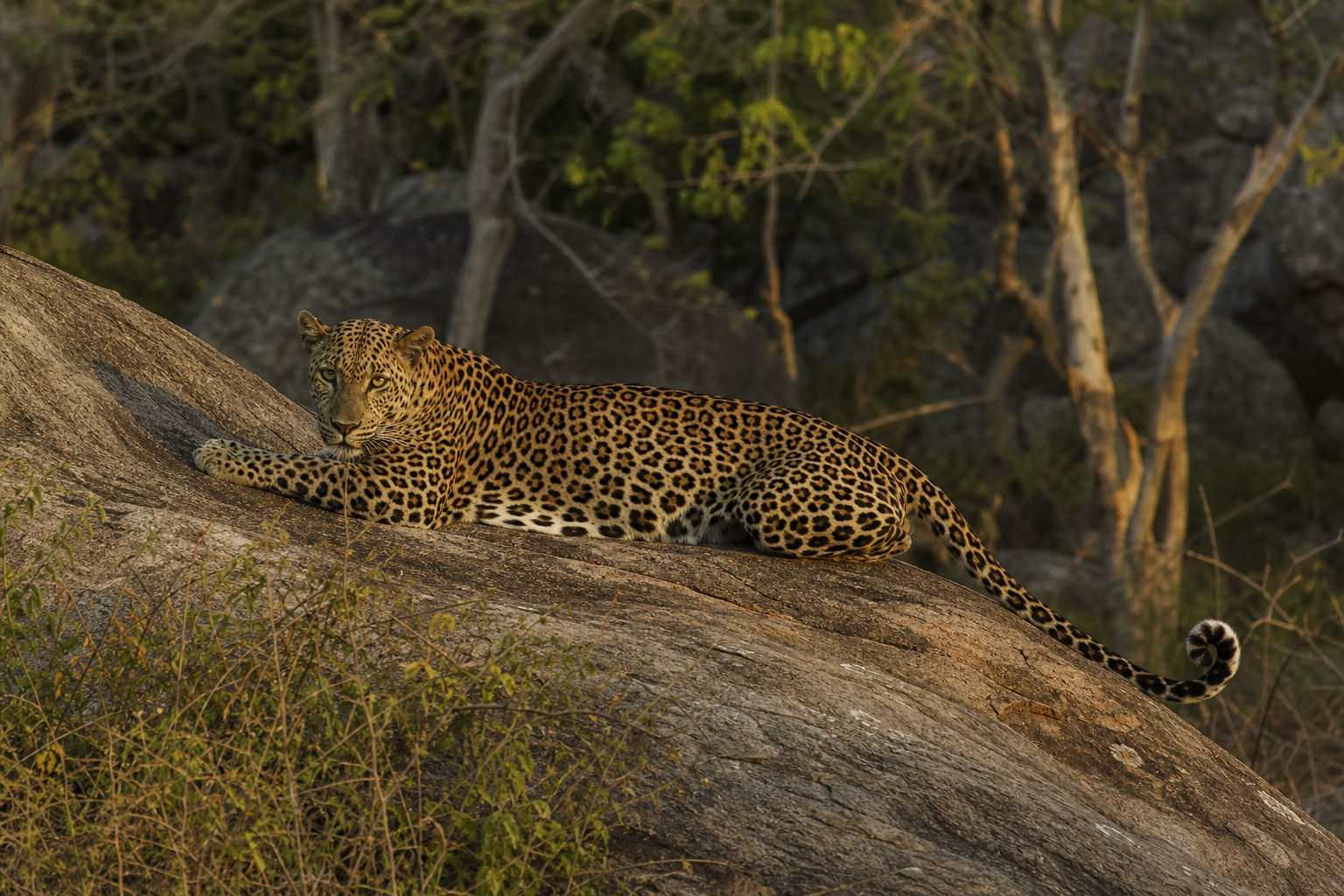Sri Lankan Leopard