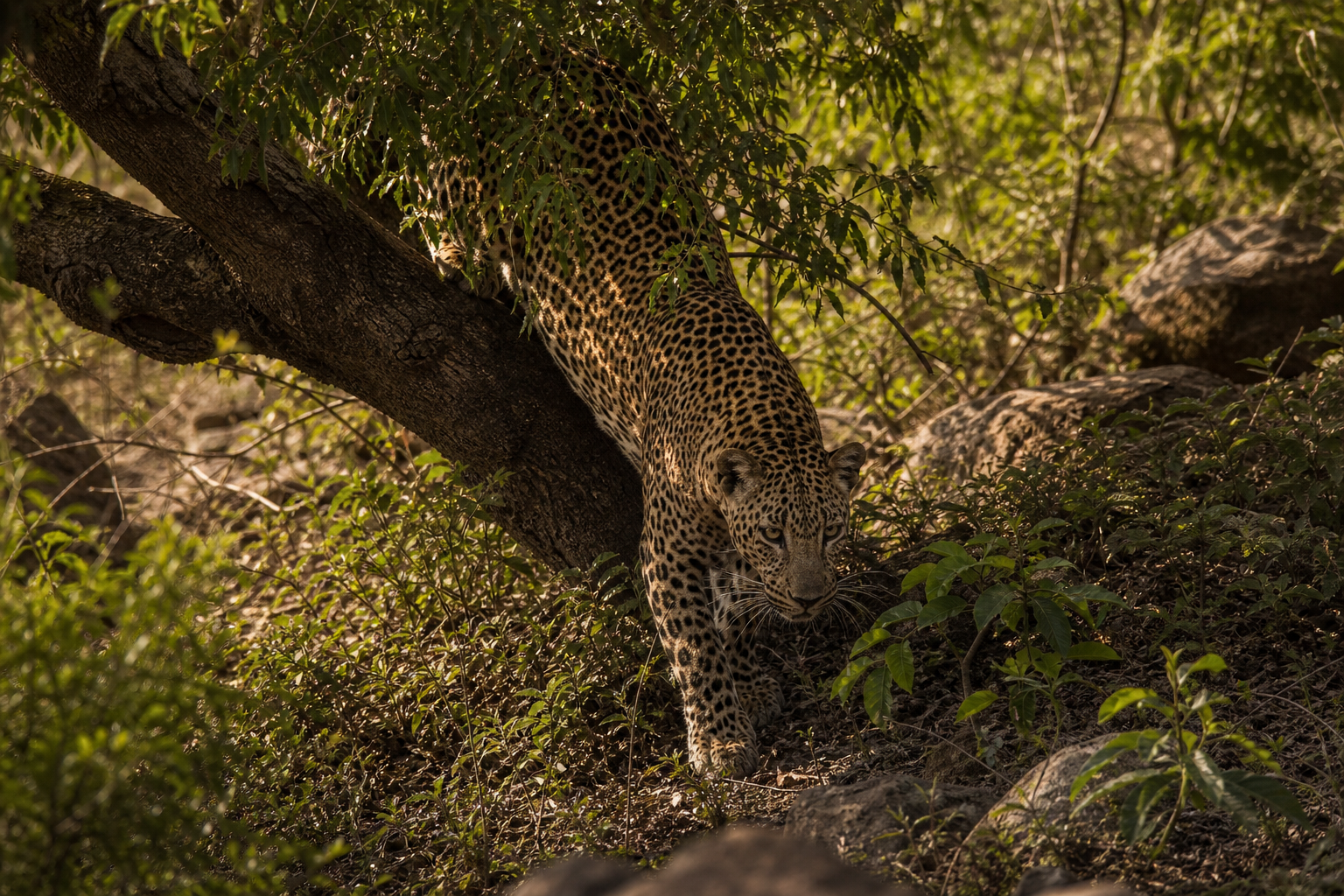 Sri Lankan Leopard - Conservation Photography