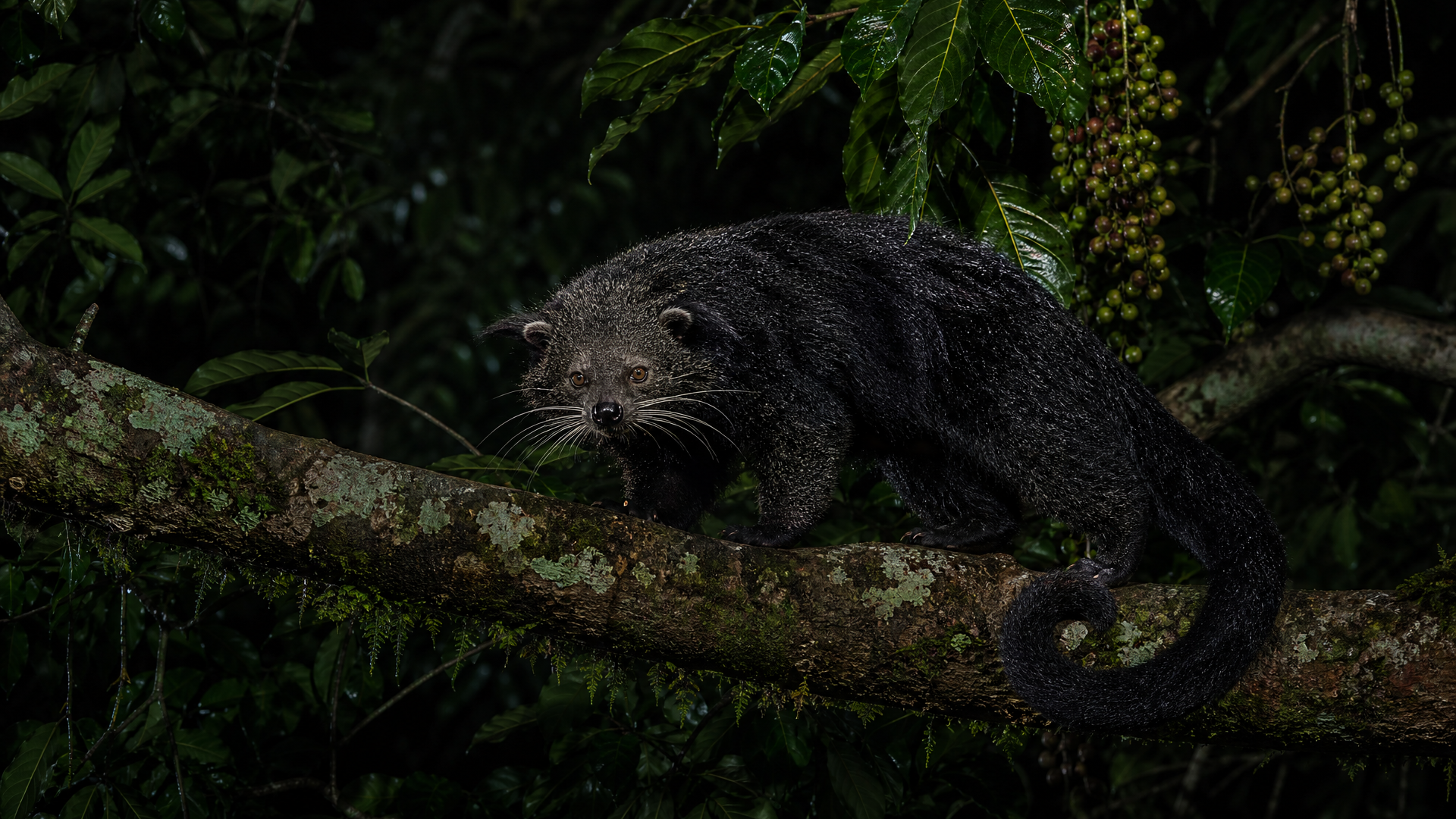 Binturong - Poster still