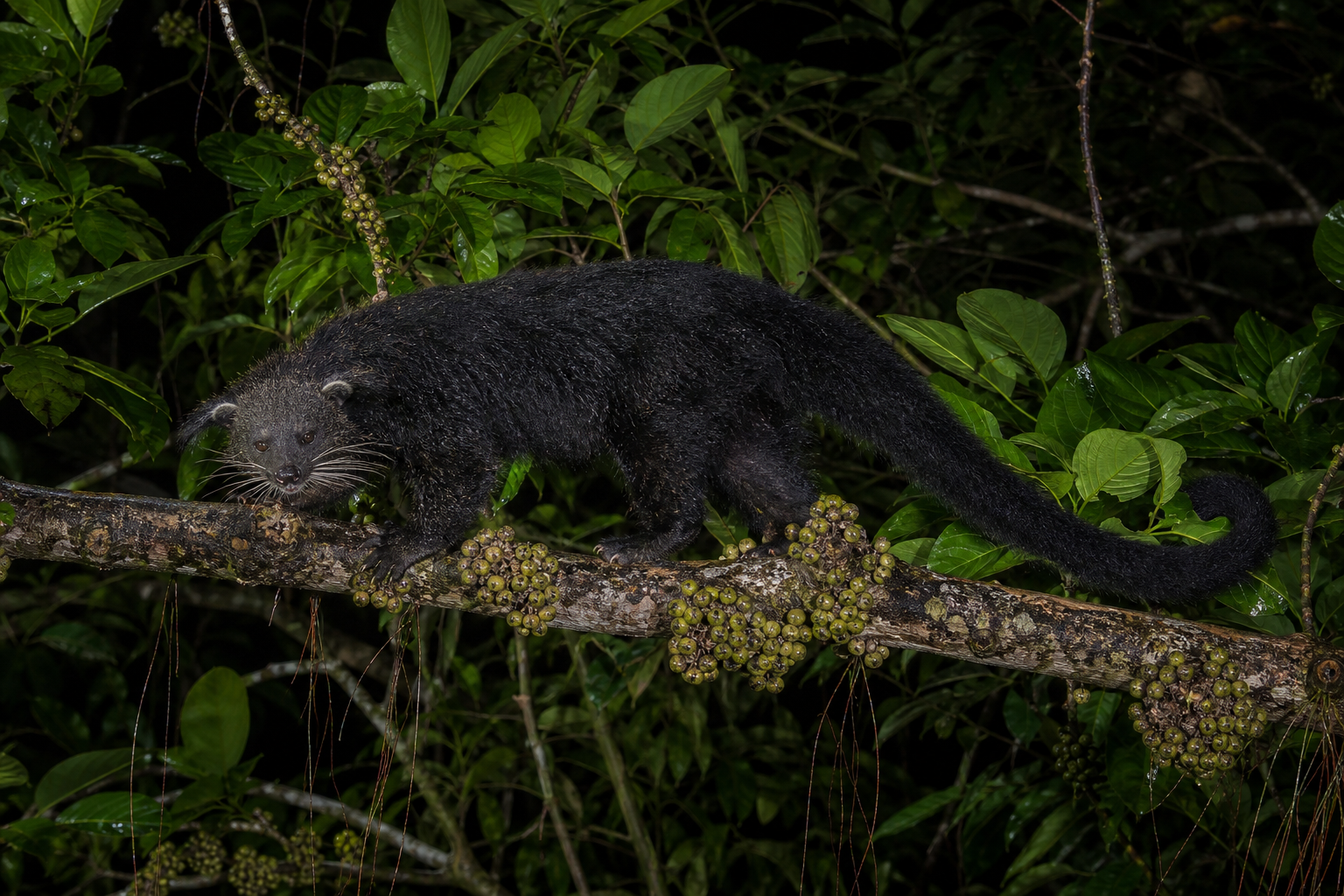 Binturong
