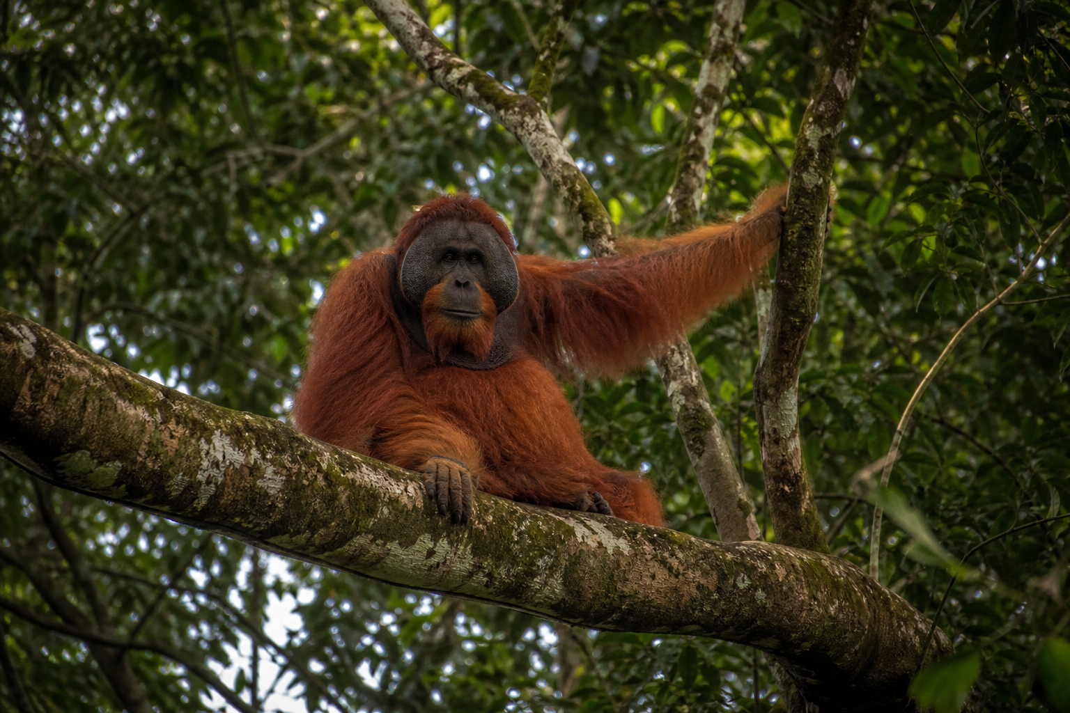 Bornean Orangutan