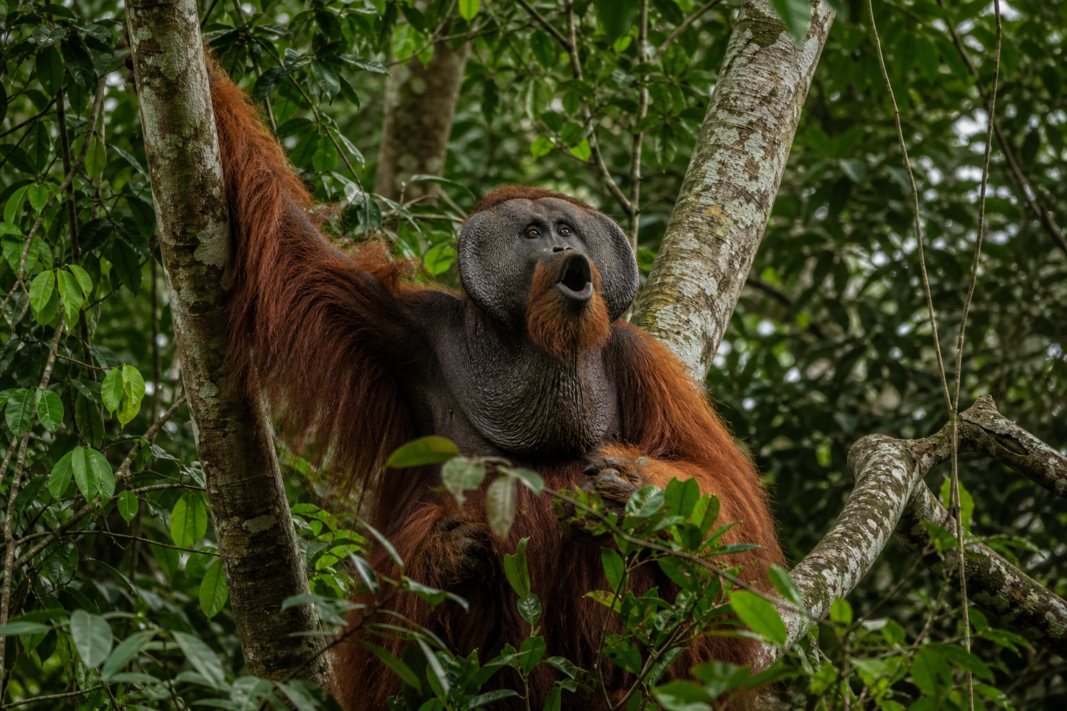 Bornean Orangutan - Conservation Photography