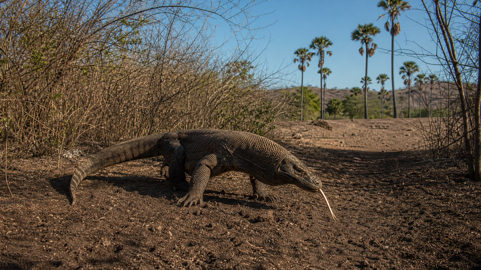 Komodo Dragon - Poster still