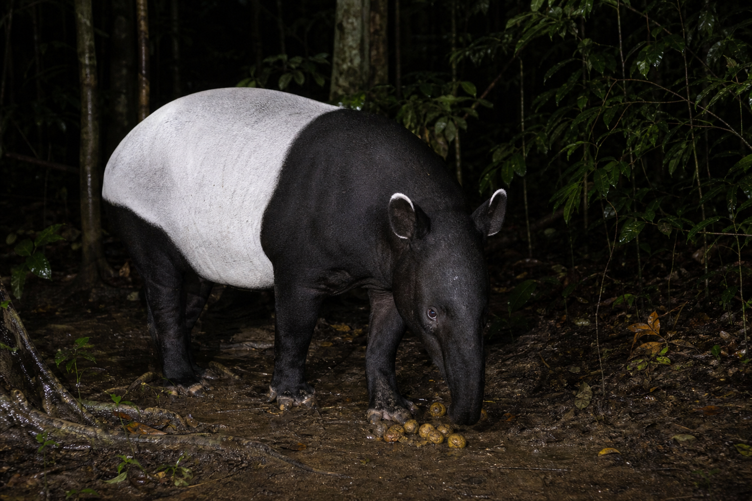 Malayan Tapir