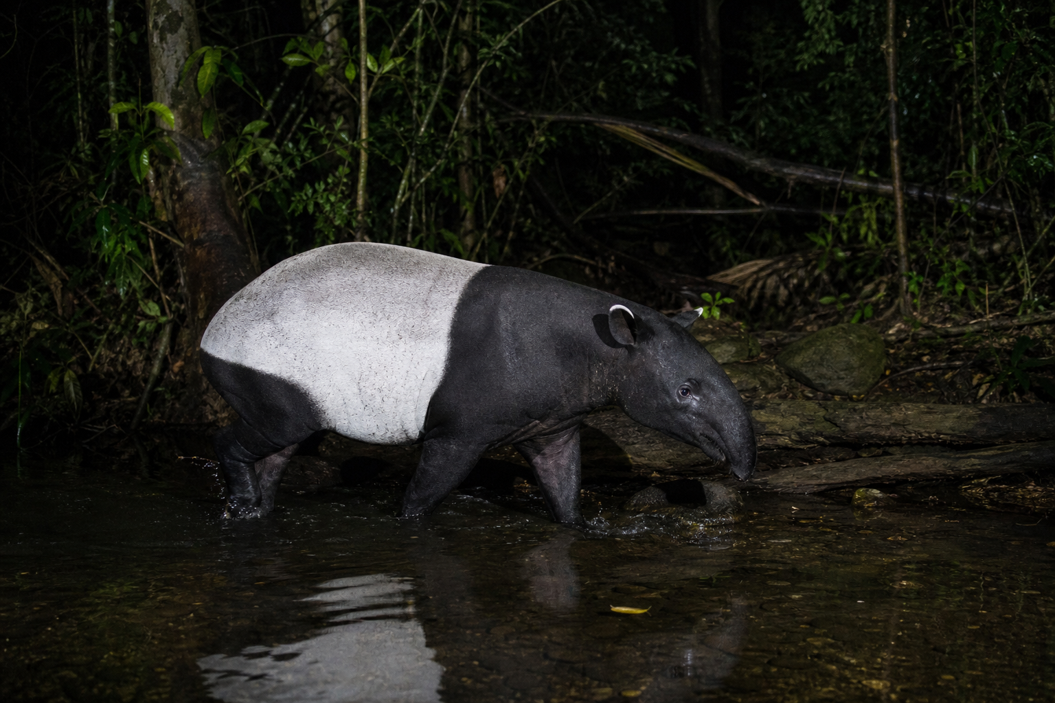 Malayan Tapir - Conservation Photography