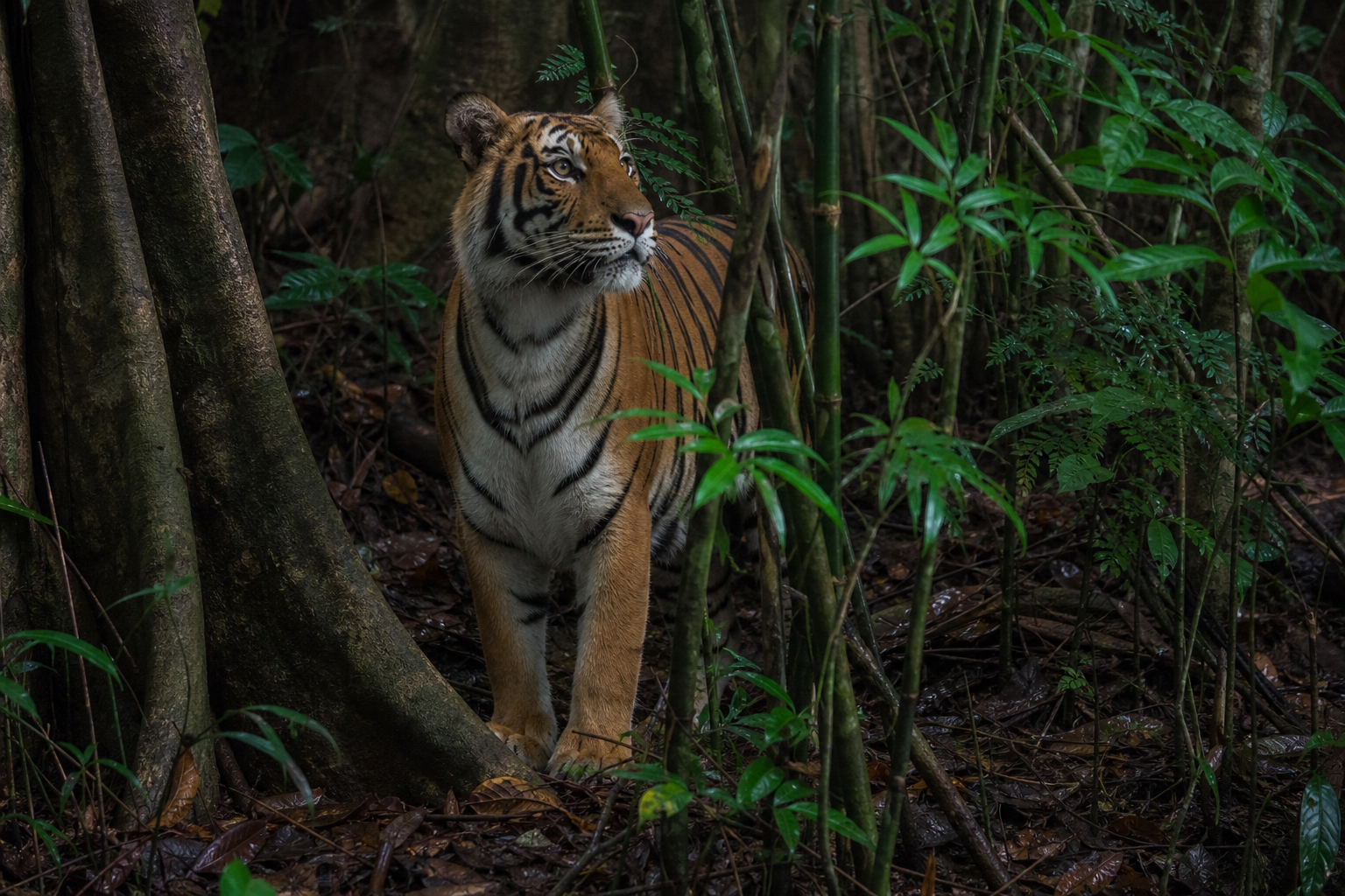 Malayan Tiger - Conservation Photography