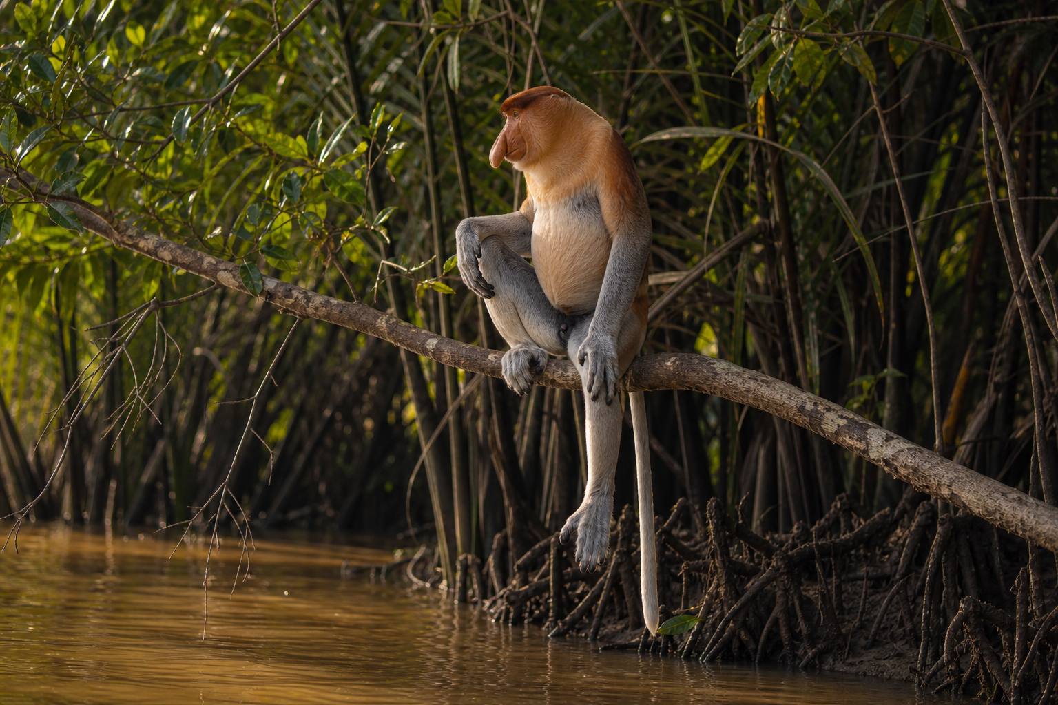 Proboscis Monkey