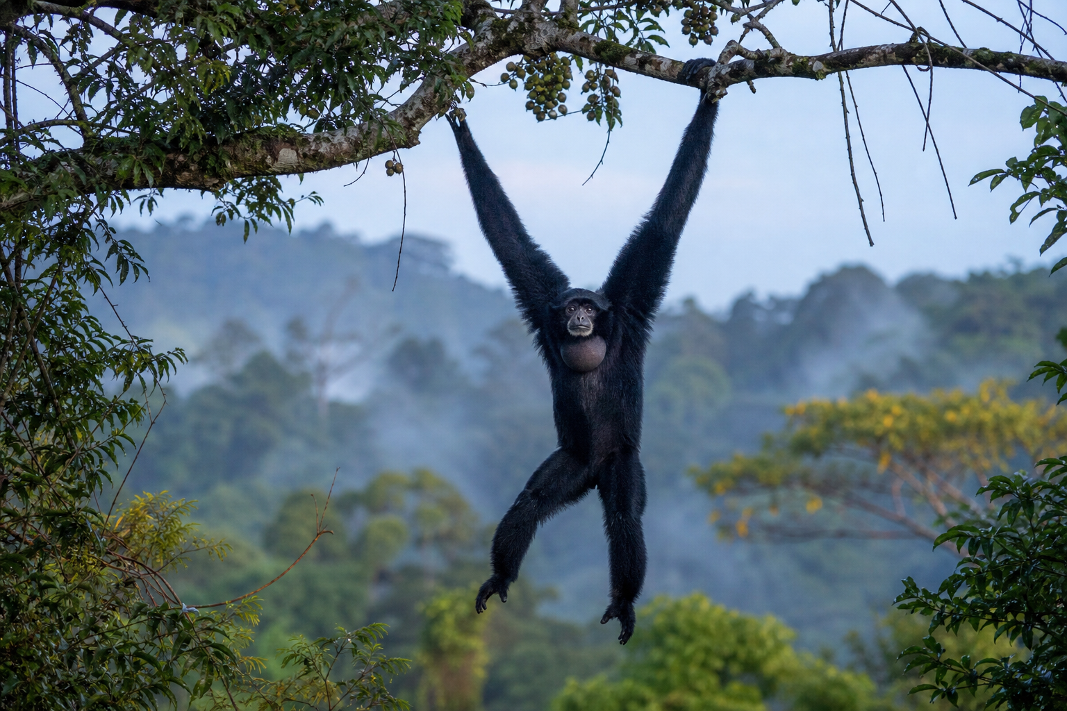 Siamang