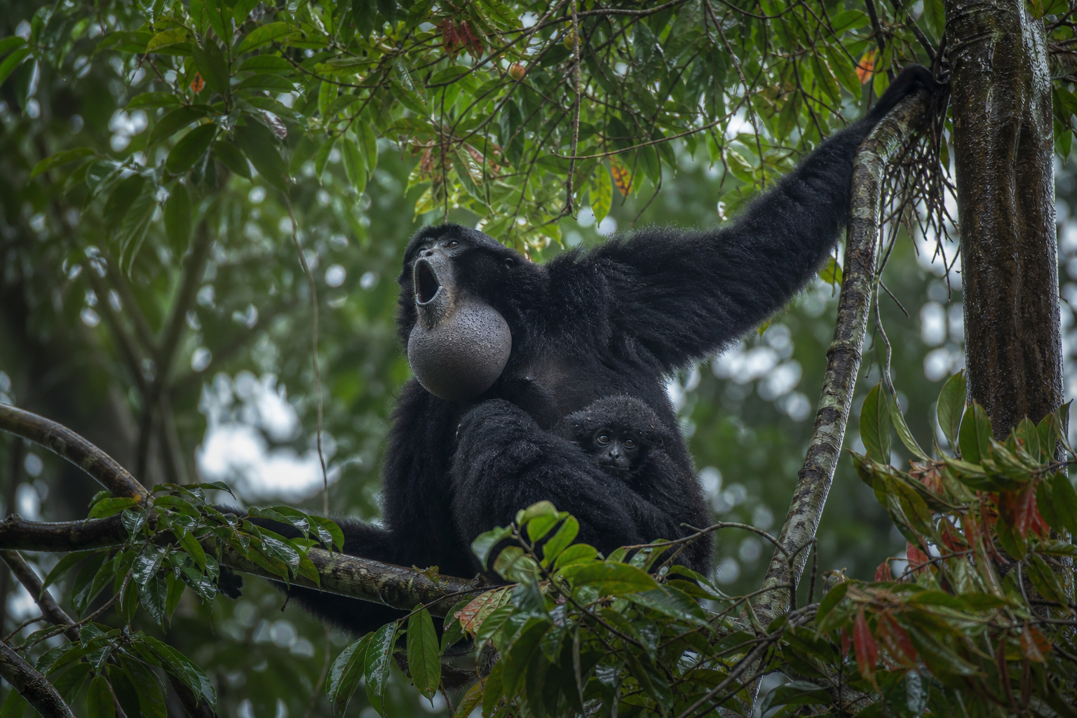 Siamang - Conservation Photography