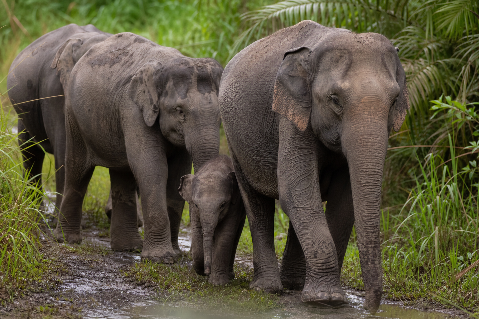 Sumatran Elephant - Conservation Photography