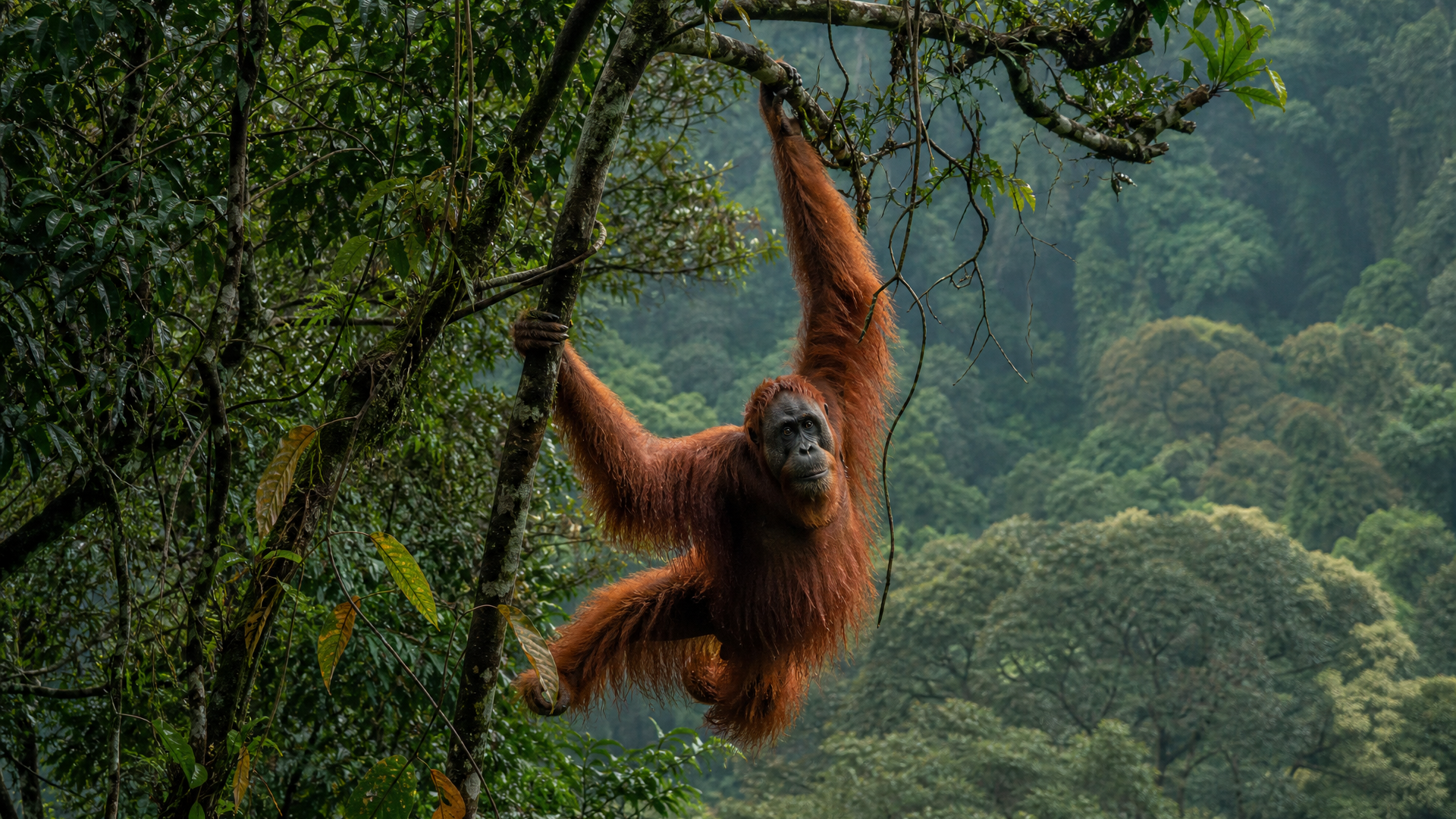 Sumatran Orangutan - Poster still