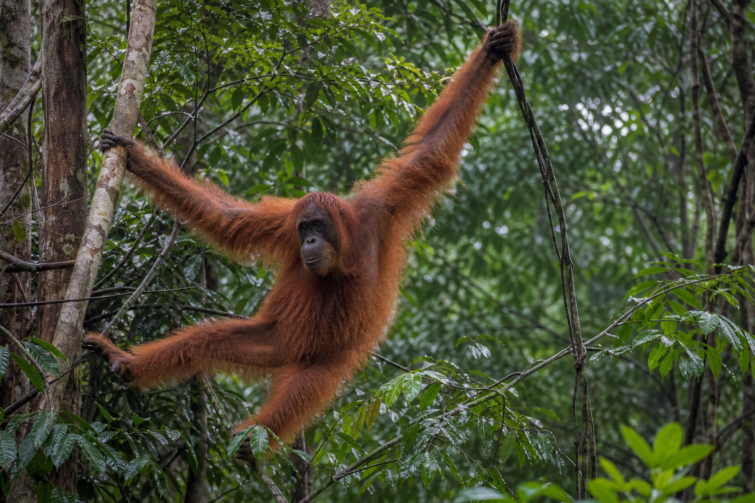 Sumatran Orangutan