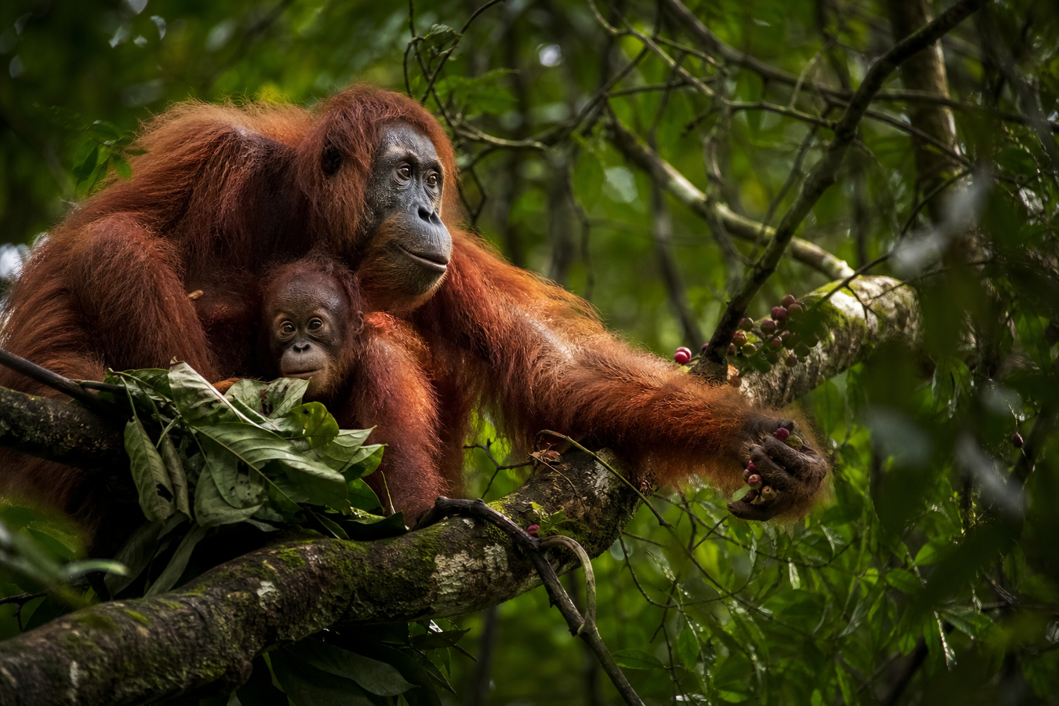 Sumatran Orangutan - Conservation Photography
