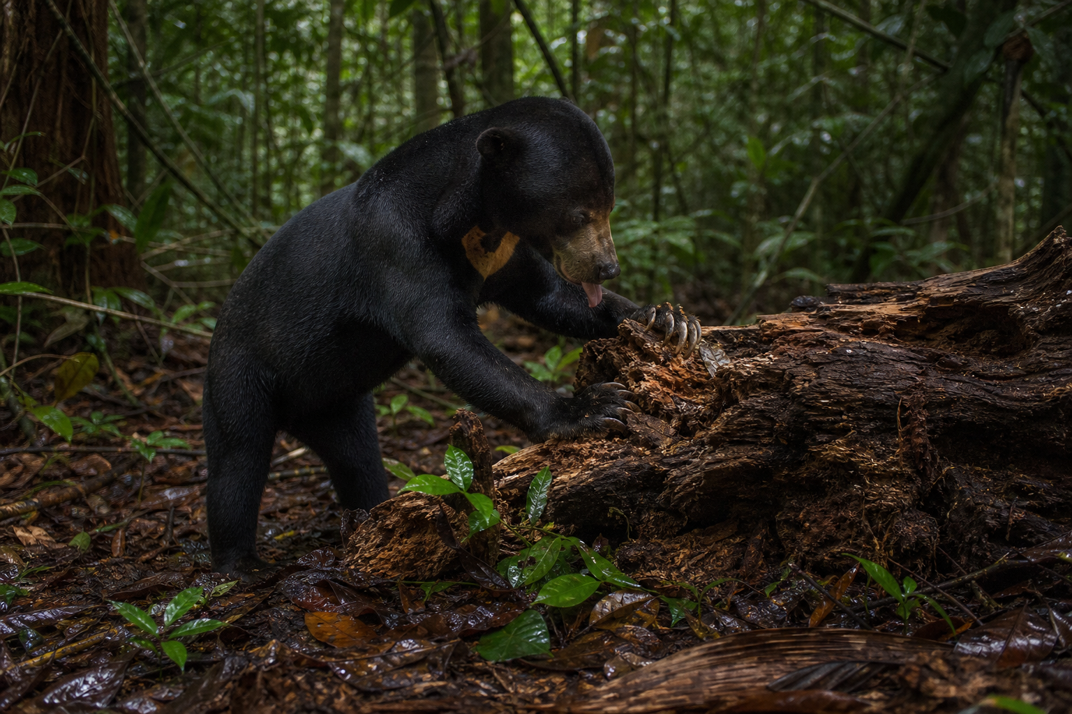 Sun Bear