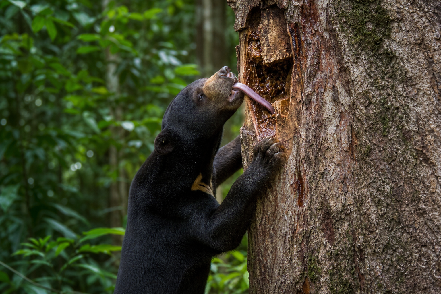 Sun Bear - Conservation Photography