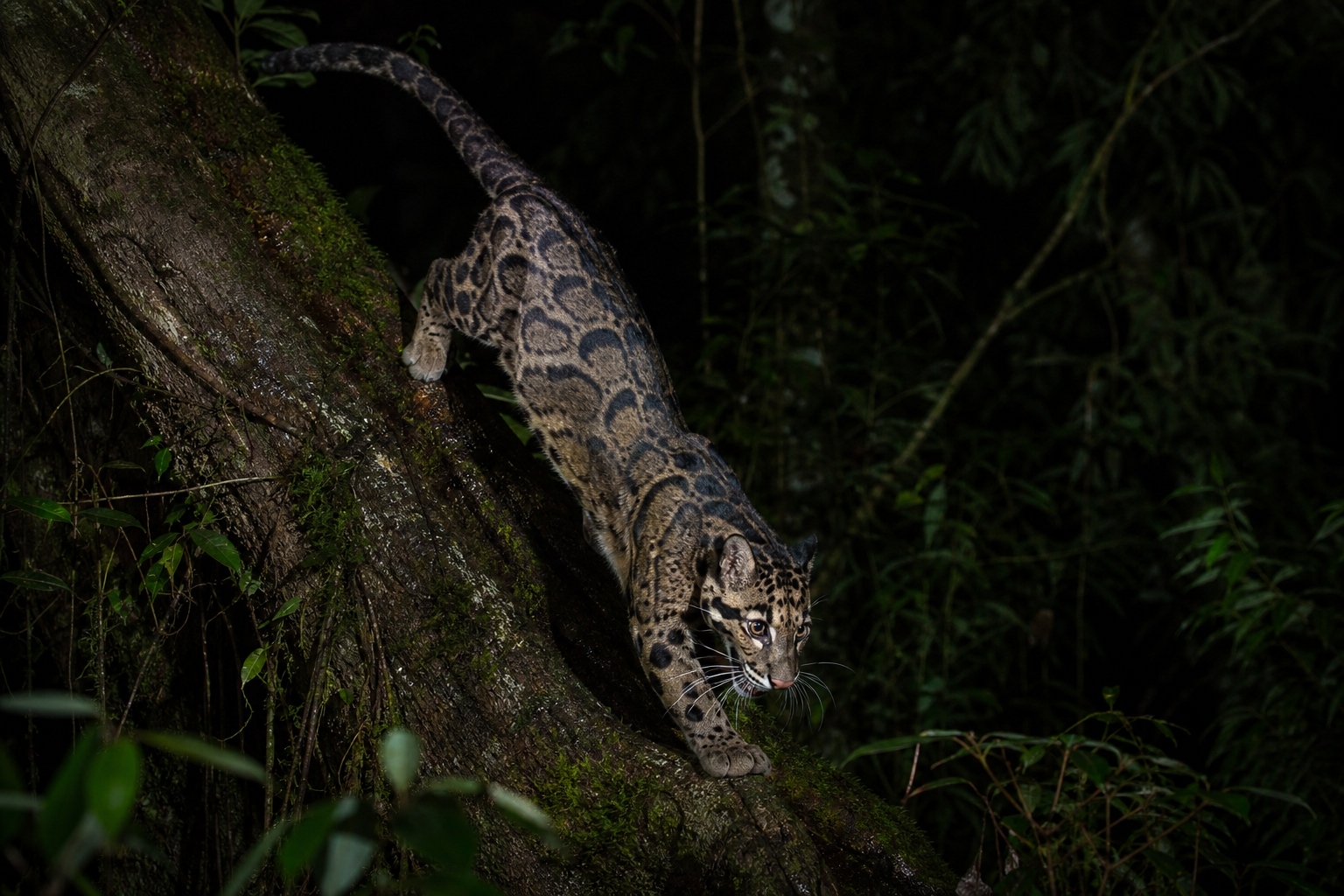 Sunda Clouded Leopard - Conservation Photography