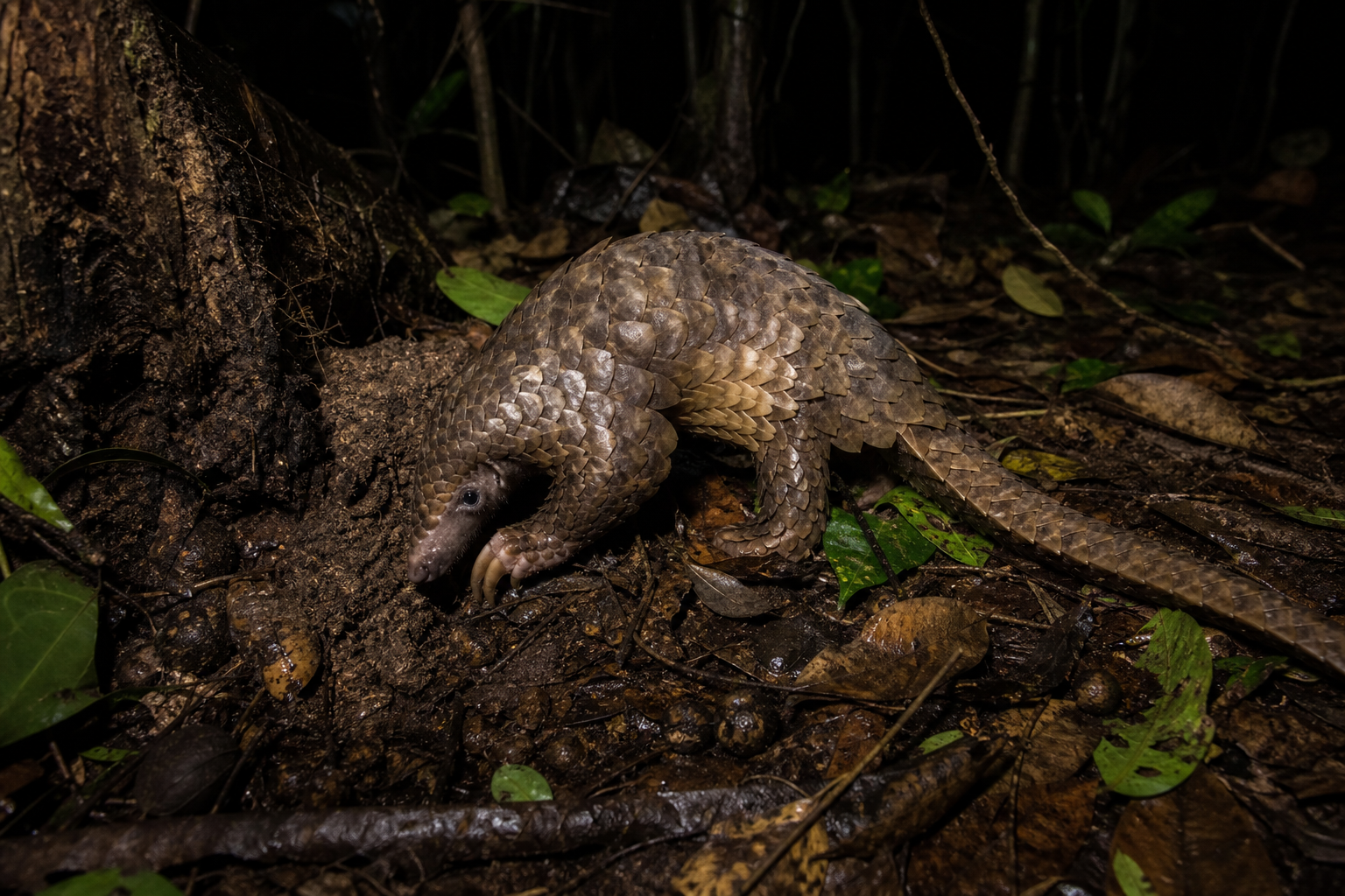 Sunda Pangolin - Conservation Photography
