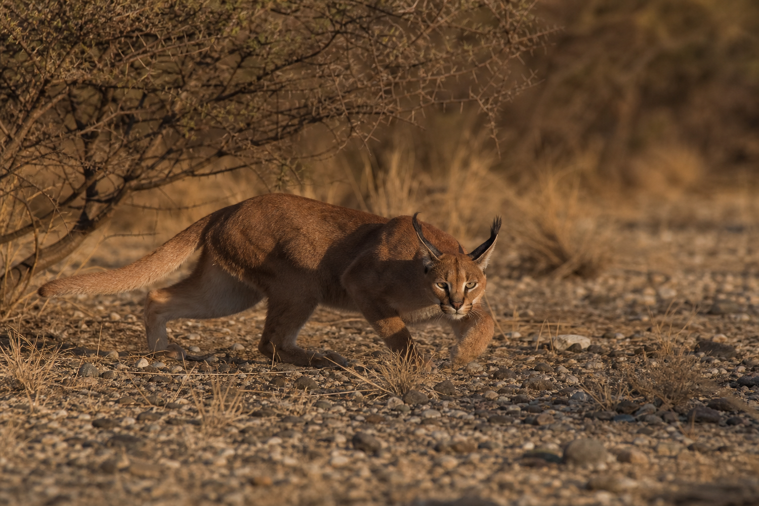 Arabian Caracal