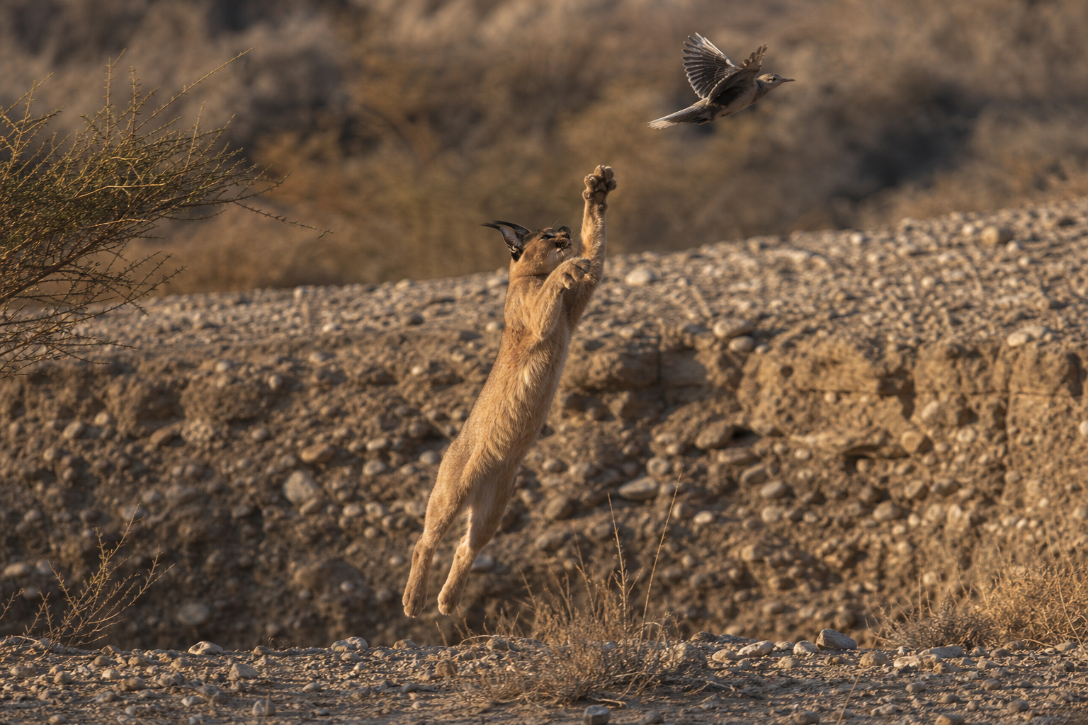 Arabian Caracal - Conservation Photography