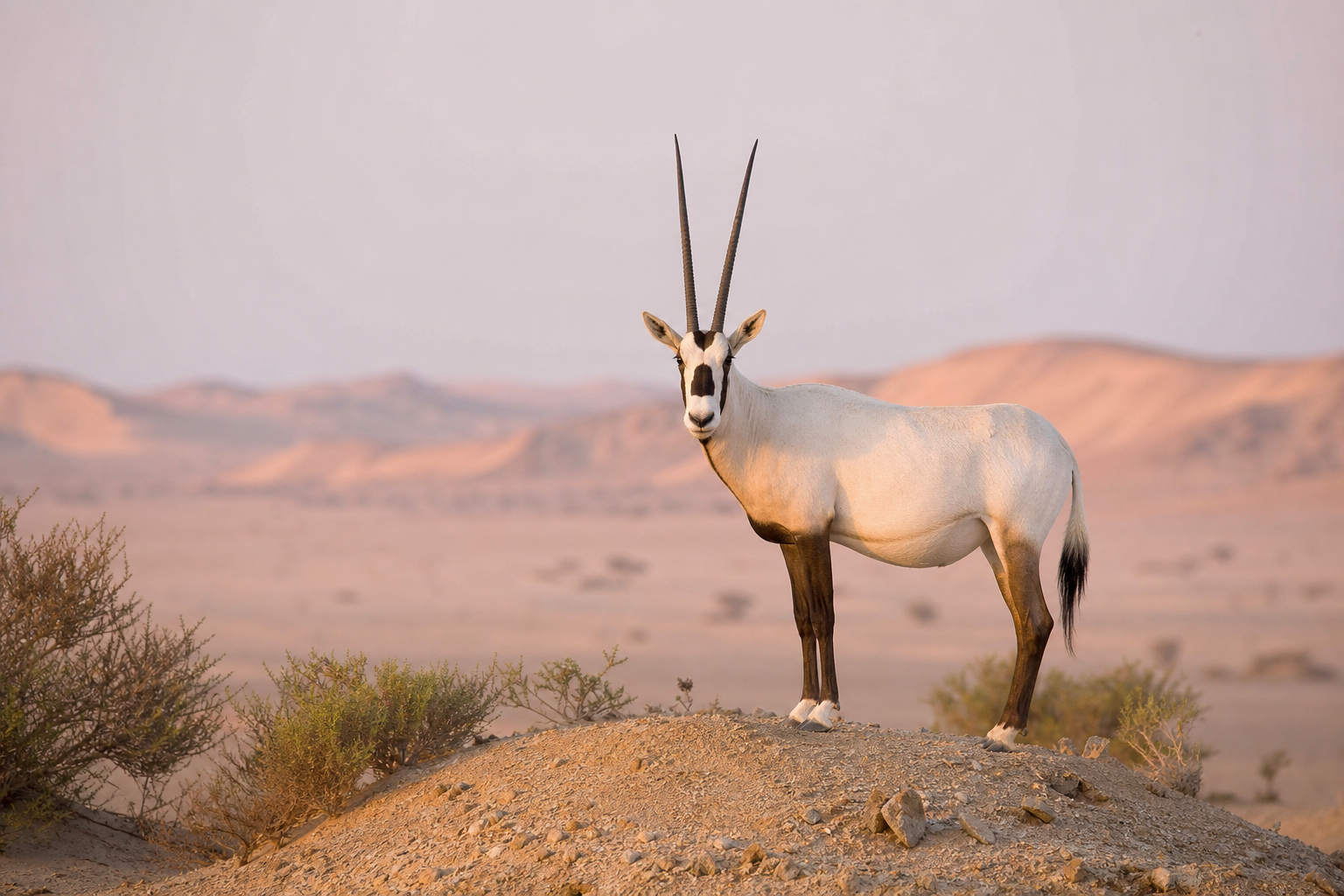 Arabian Oryx
