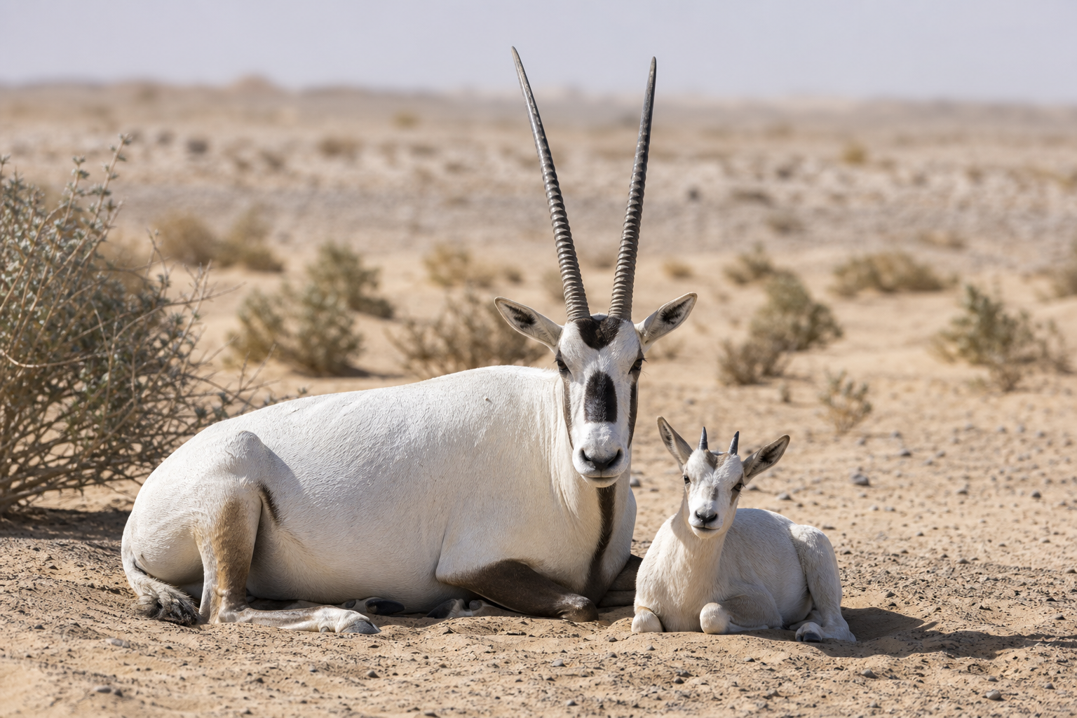 Arabian Oryx - Conservation Photography
