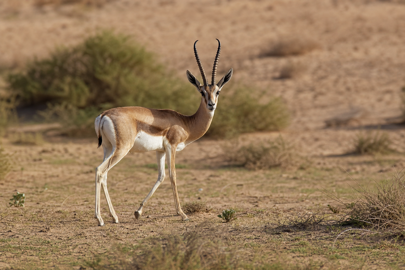 Arabian Sand Gazelle - Conservation Photography