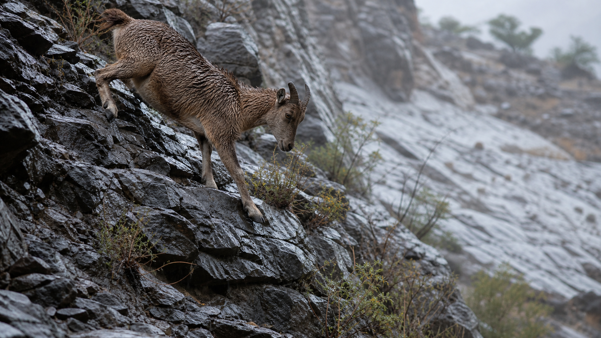 Arabian Tahr - Poster still