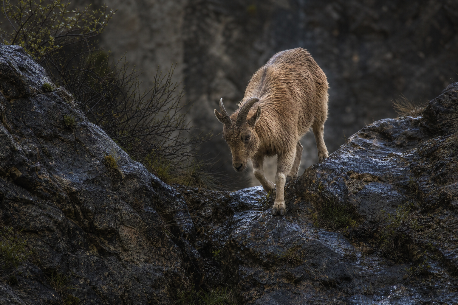 Arabian Tahr - Conservation Photography