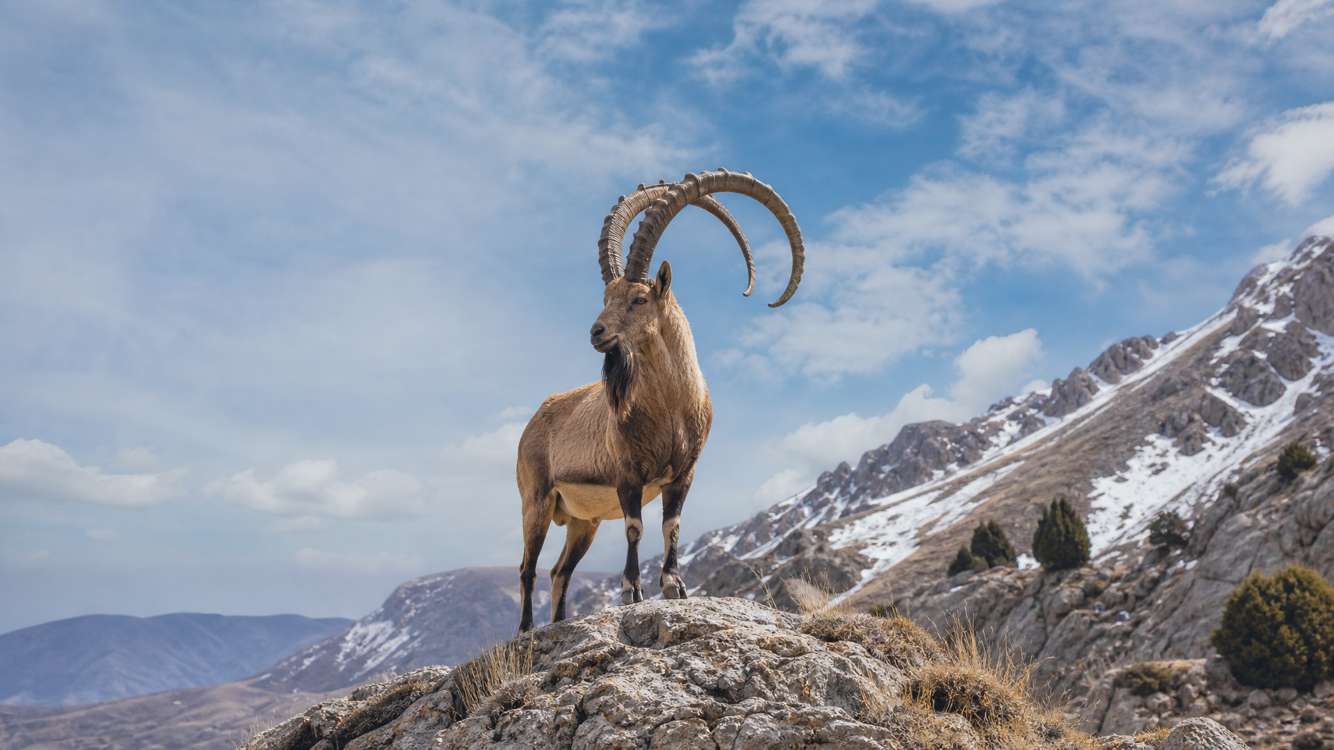 Bezoar Ibex - Poster still