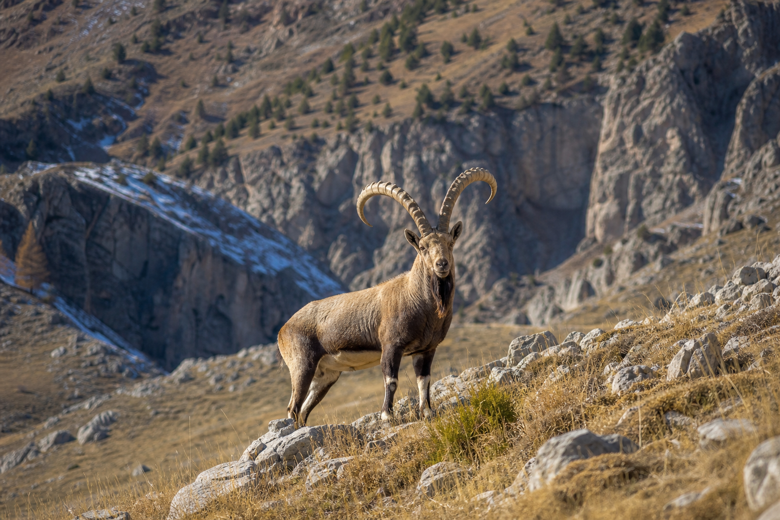 Bezoar Ibex