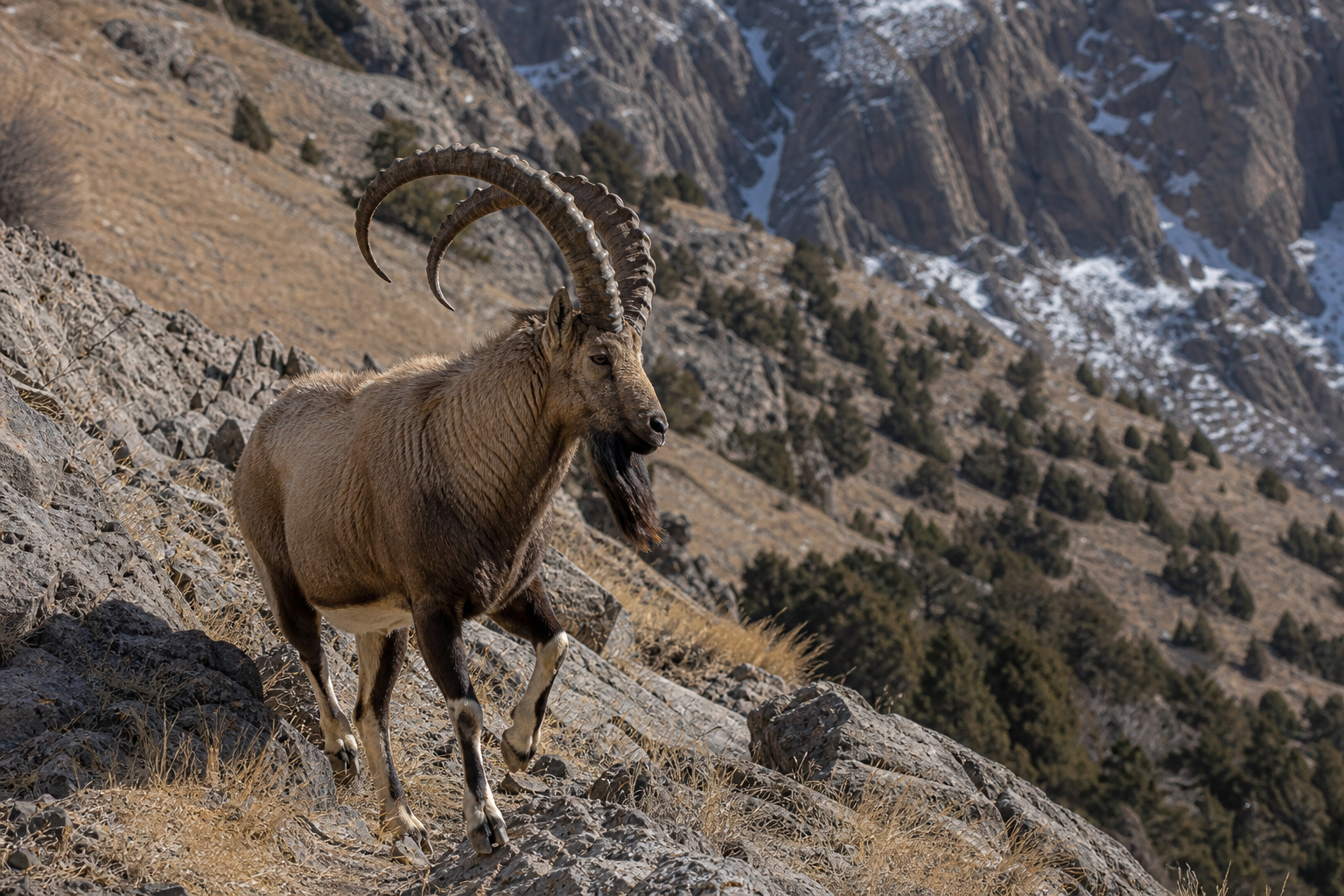 Bezoar Ibex - Conservation Photography