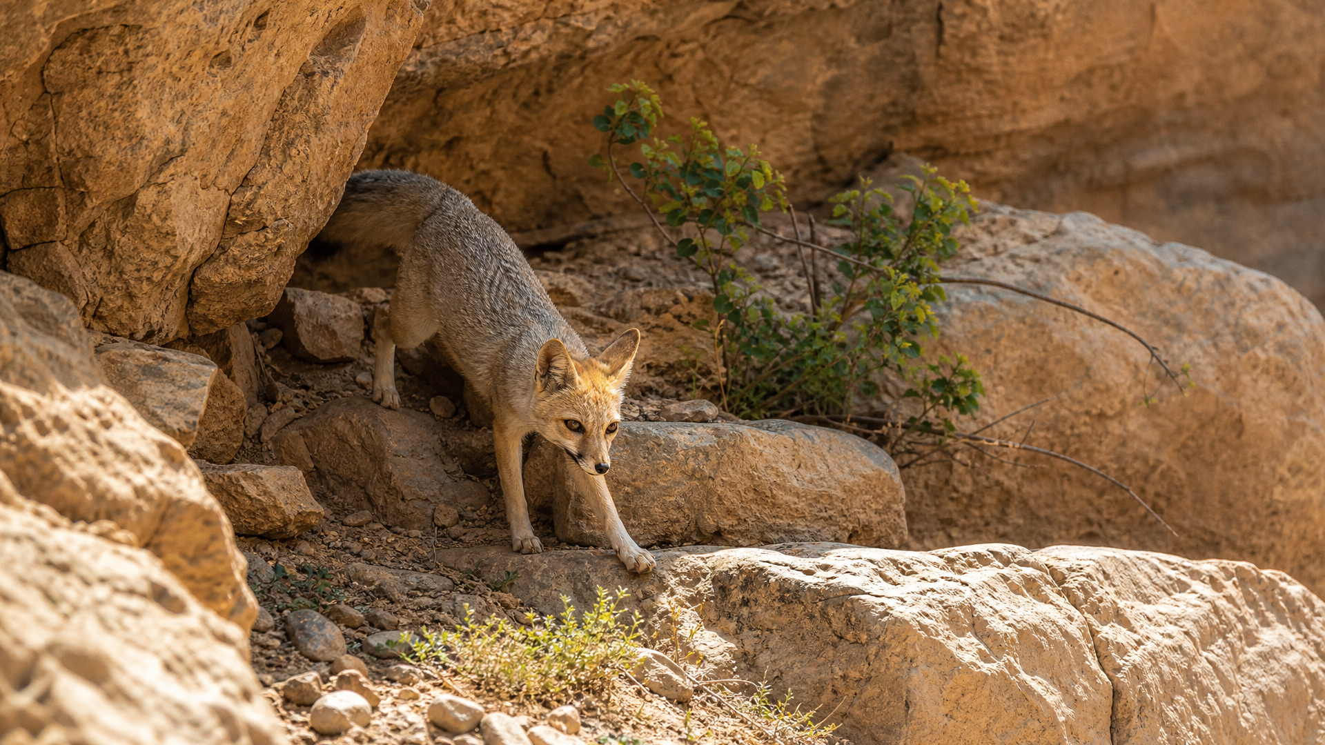 Blanford's Fox - Poster still