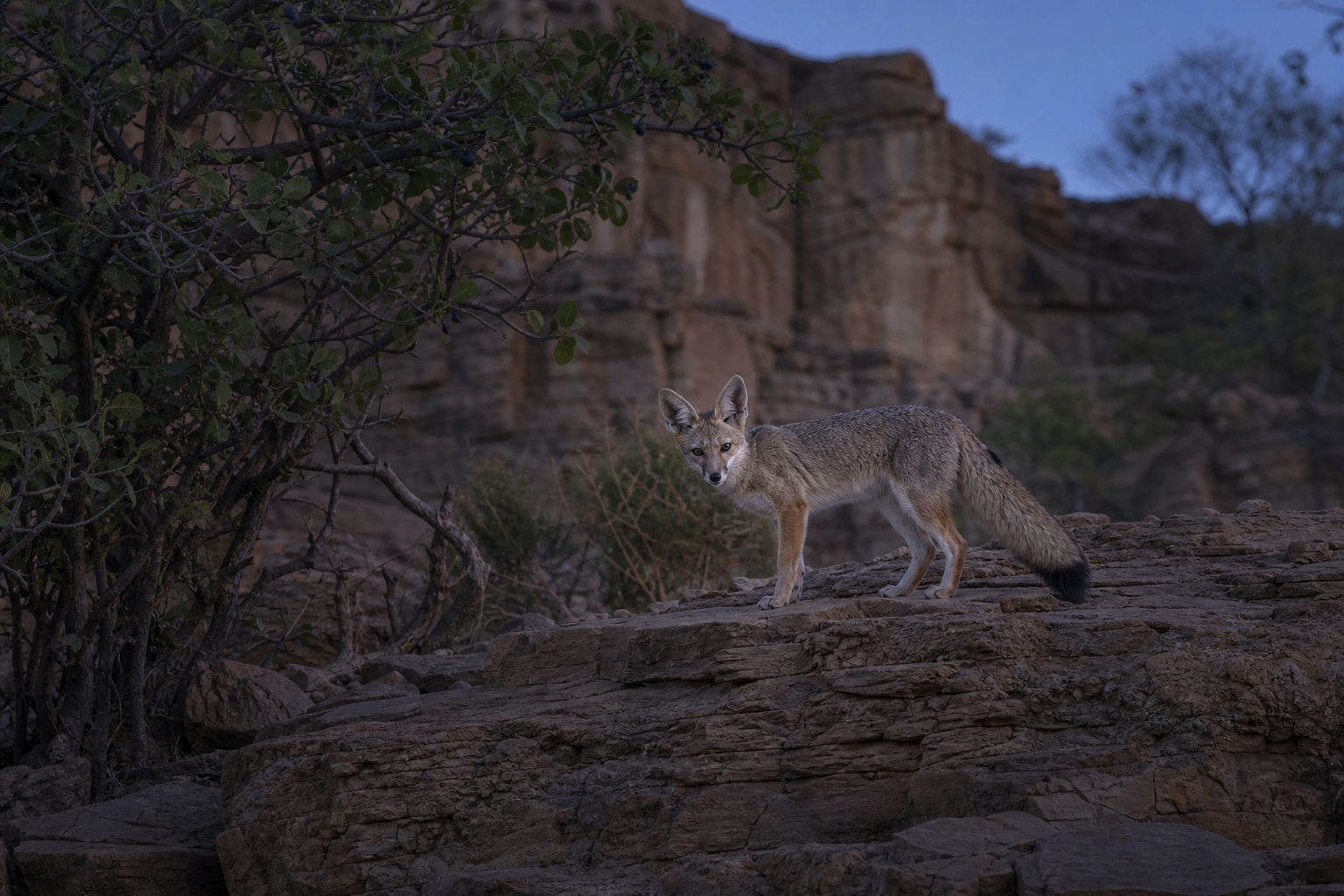Blanford's Fox